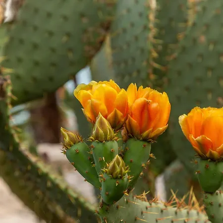Bellavista I Appartement Portorož