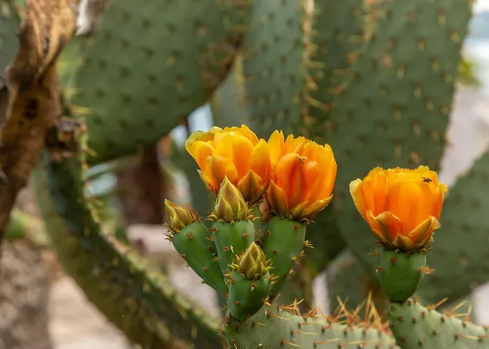 Bellavista I شقة بورتوروز